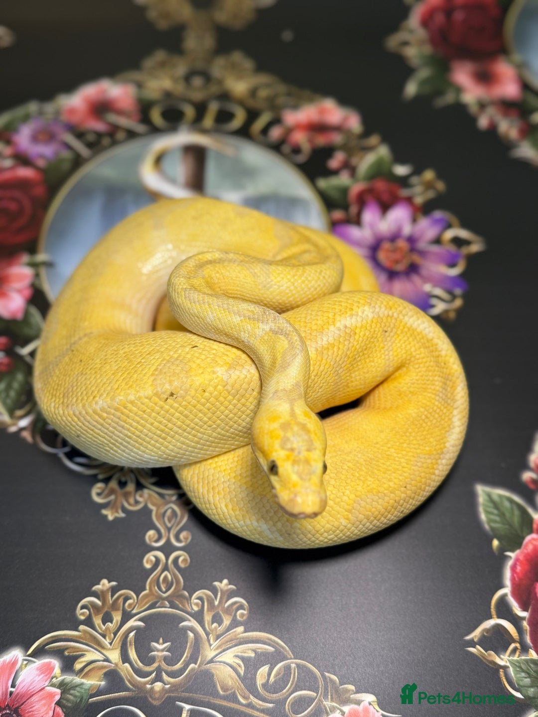 Python Snake reptiles for sale: Selection of royal pythons  - Image 3