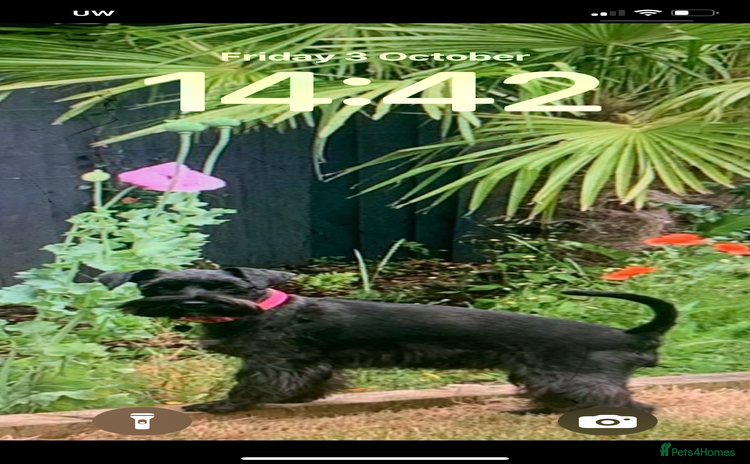 Miniature Schnauzer dogs - Advert 1