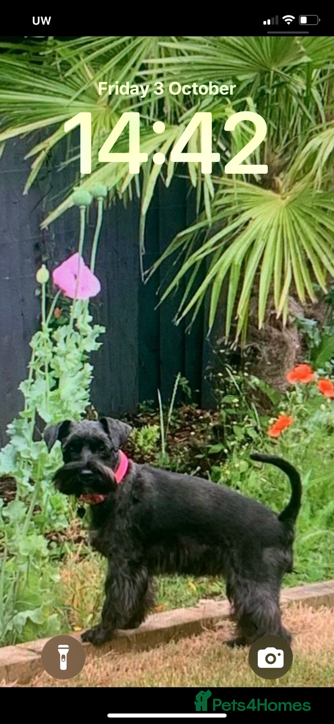 Miniature Schnauzer dogs for sale: Mrs Christiane Harrison  - Image 1