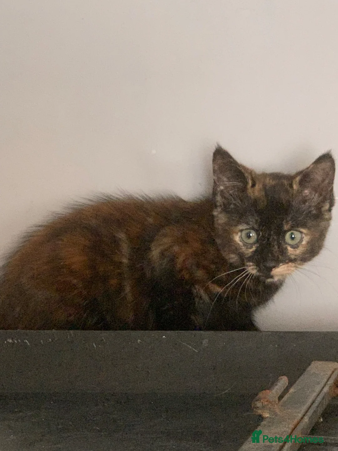 Mixed Breed cats for sale: Beautiful girls  - Advert 9