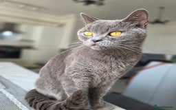 British Shorthair cats for sale: Beautiful British Shorthair – Loving Home Wanted - Image 3