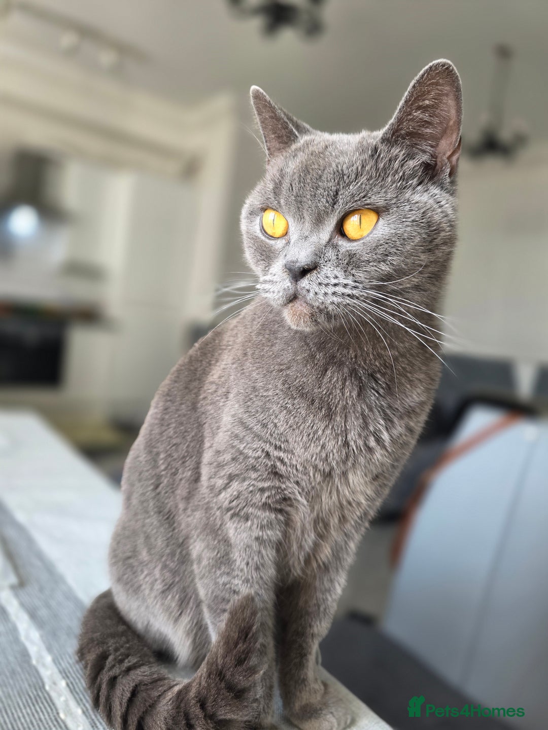 British Shorthair cats for sale: Beautiful British Shorthair – Loving Home Wanted - Image 3
