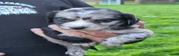 Mixed Breed dogs for sale: Border Collie X Cocker Spaniel puppies for sale in Chorley - Advert 1