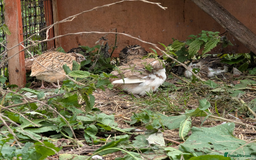 Chickens poultry for sale: chicks, quail chicks and pairs - Image 11