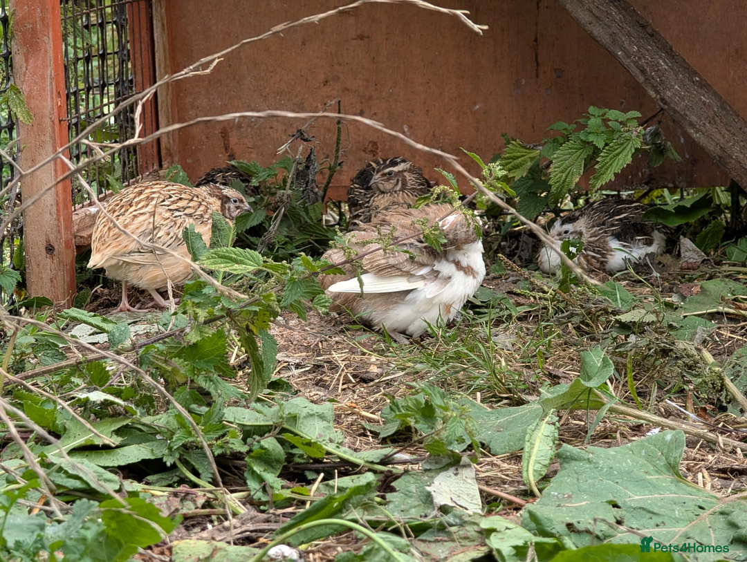 Chickens poultry for sale: chicks, quail chicks and pairs - Image 11