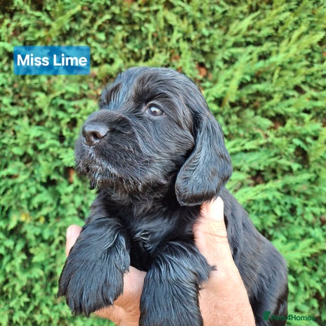 Game Dogs Grand Champion Mexican Eli Dogs Pair Cocker Spaniel