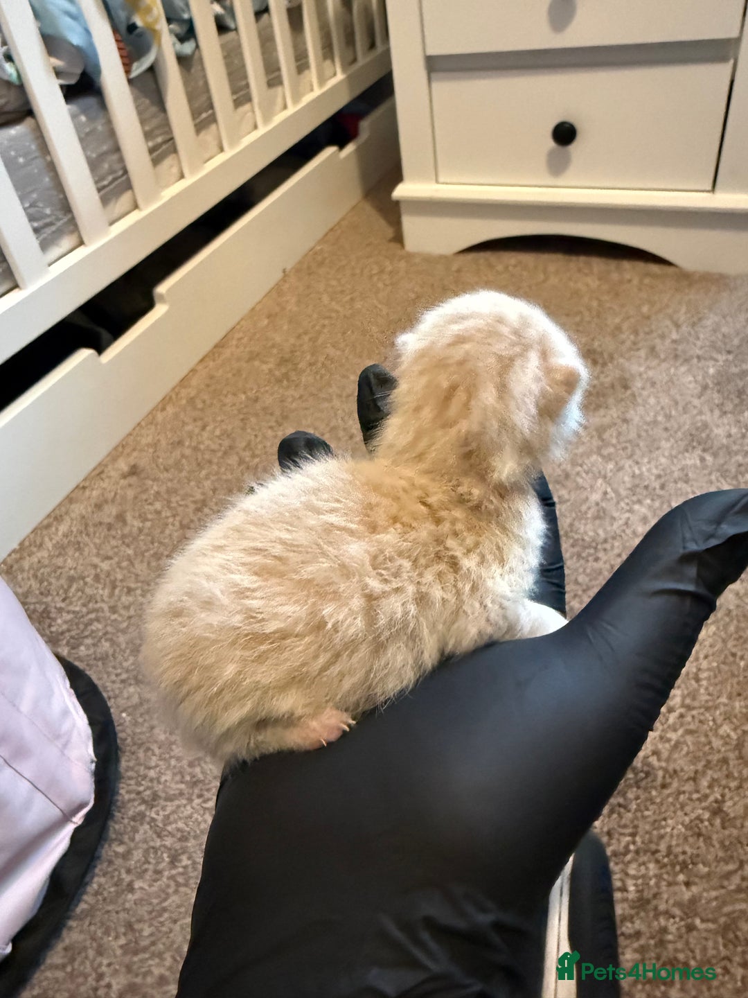 Scottish Fold cats for sale: Scottish fold kittens - Advert 6