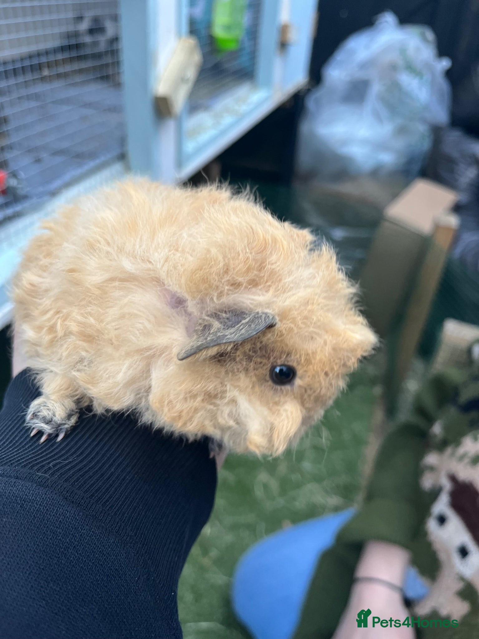 Guinea Pig rodents Pure bred texel Guinea Pigs - Advert 1