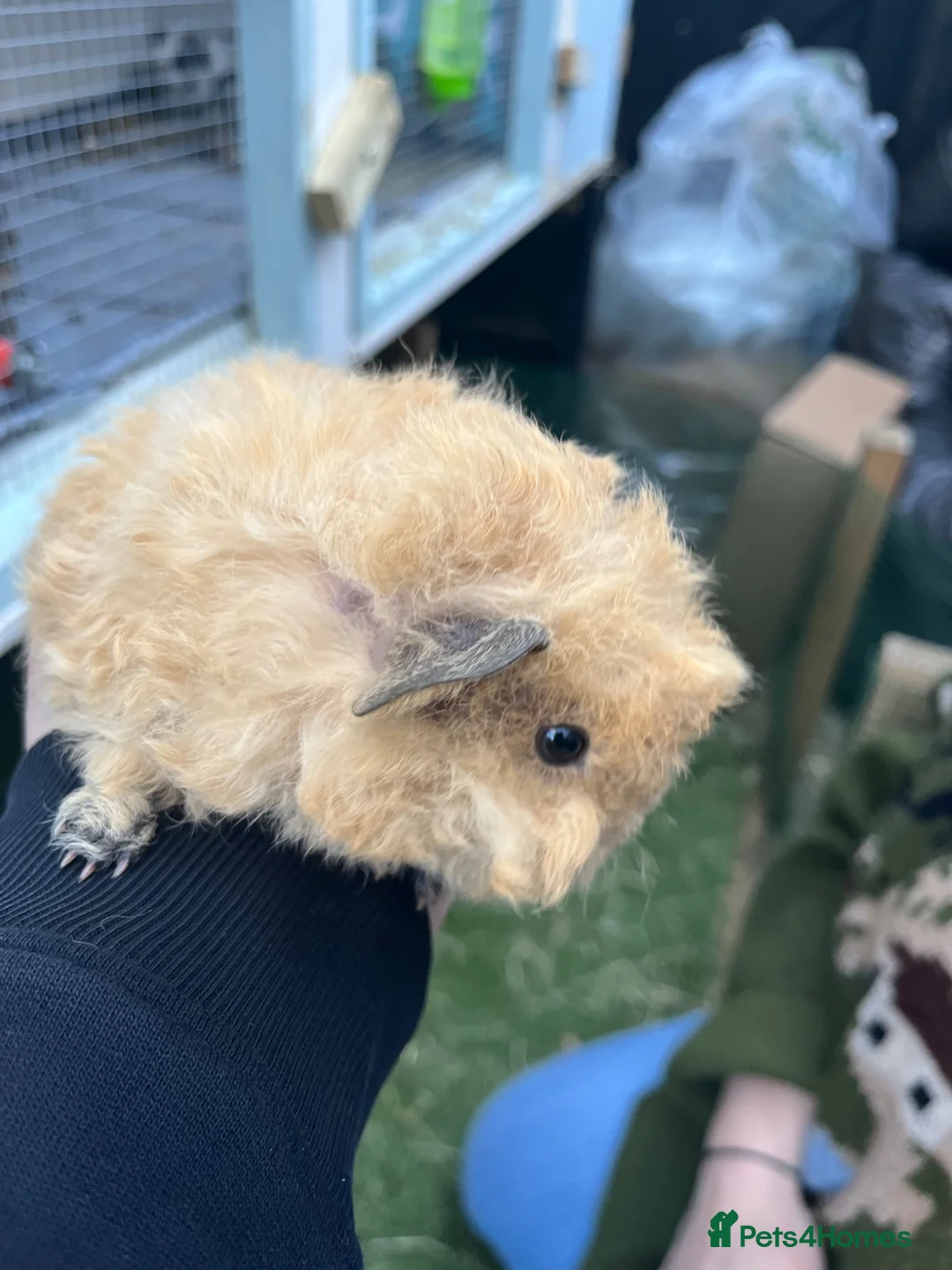 Guinea Pig rodents for sale: Pure bred texel Guinea Pigs - Advert 1