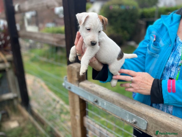 Jack Russell dogs - Advert 1