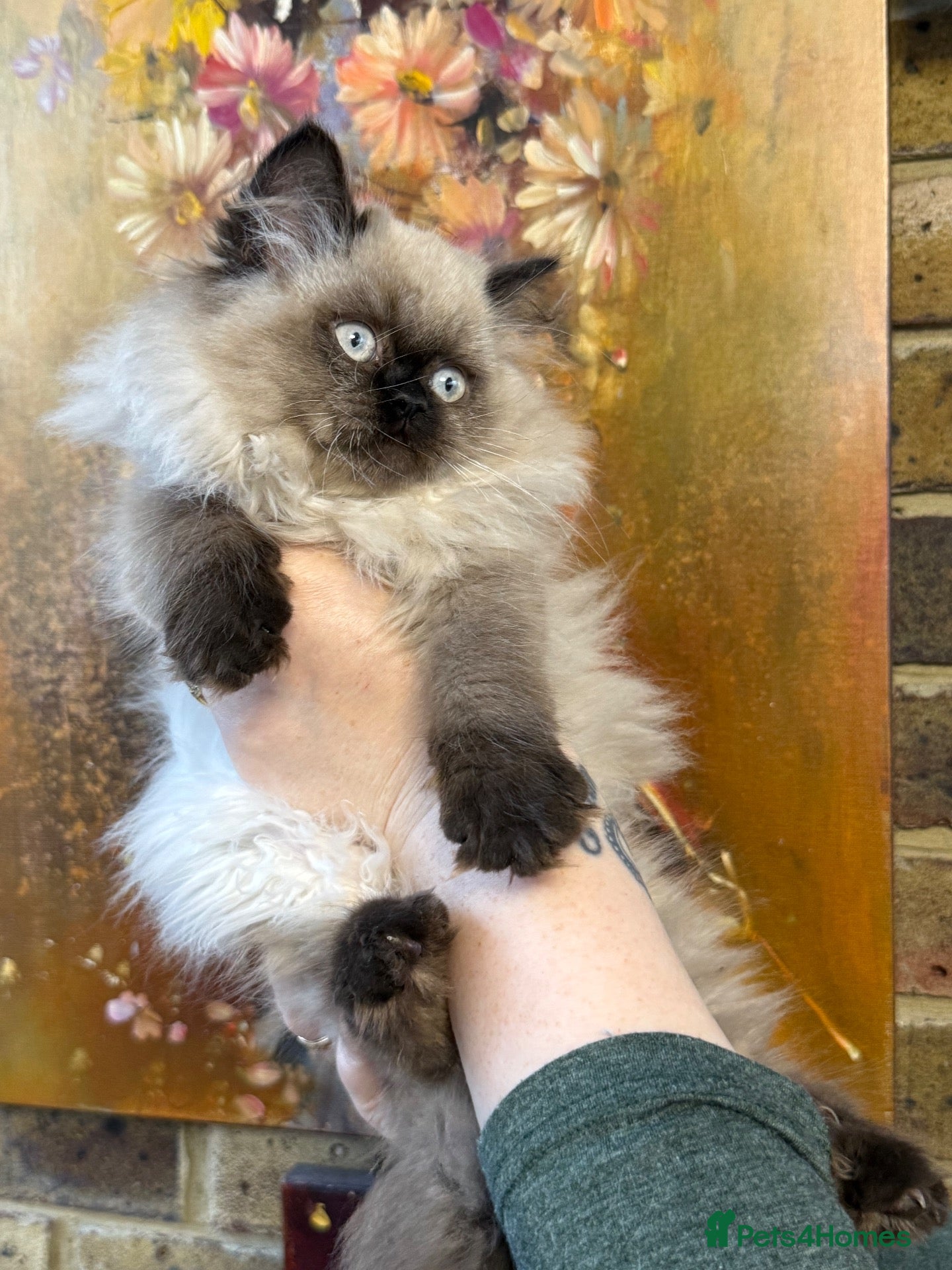 Selkirk Rex cats  Colour point kittens URGENT ‼️  - Advert 1