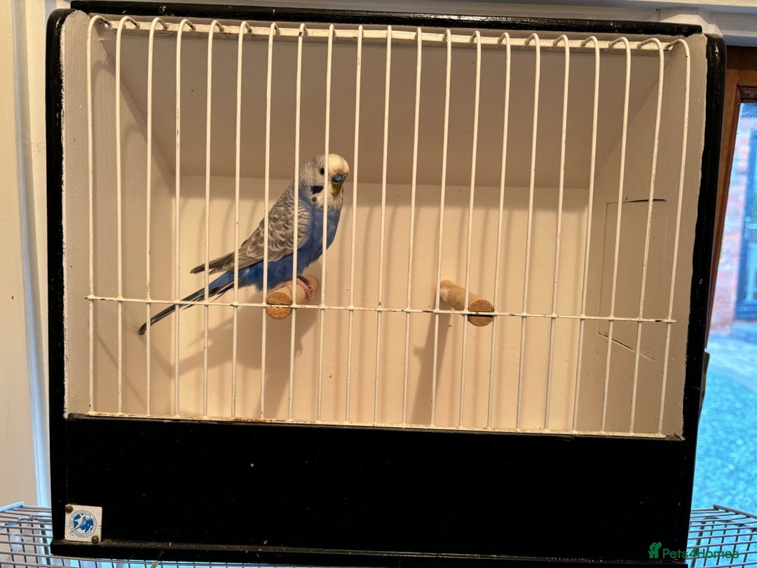 Budgerigars birds for sale: Lutino budgies  - Advert 5