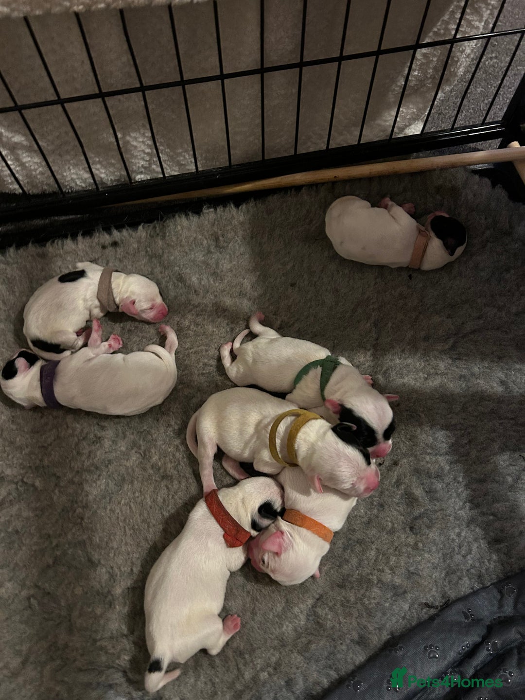 Mixed Breed dogs for sale: 7 gorgeous American Bulldog x Springer Spaniel - Advert 4