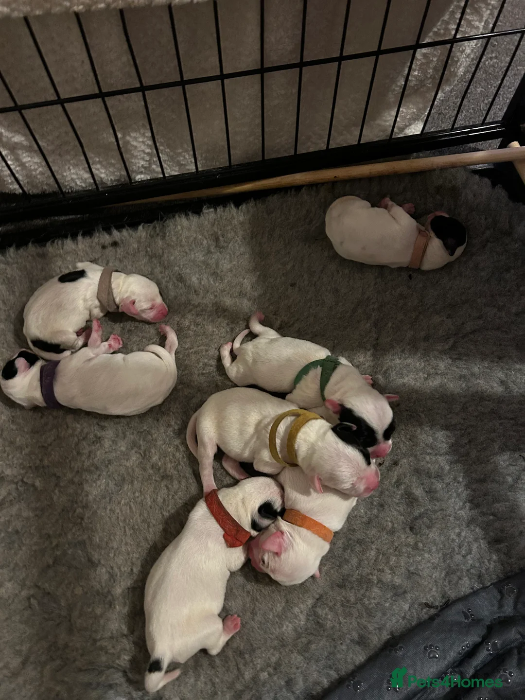 Mixed Breed dogs for sale: 7 gorgeous American Bulldog x Springer Spaniel - Advert 4