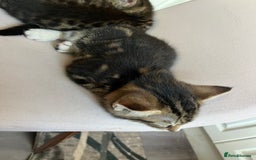 British Longhair cats for sale: Lovely kittens  - Image 5
