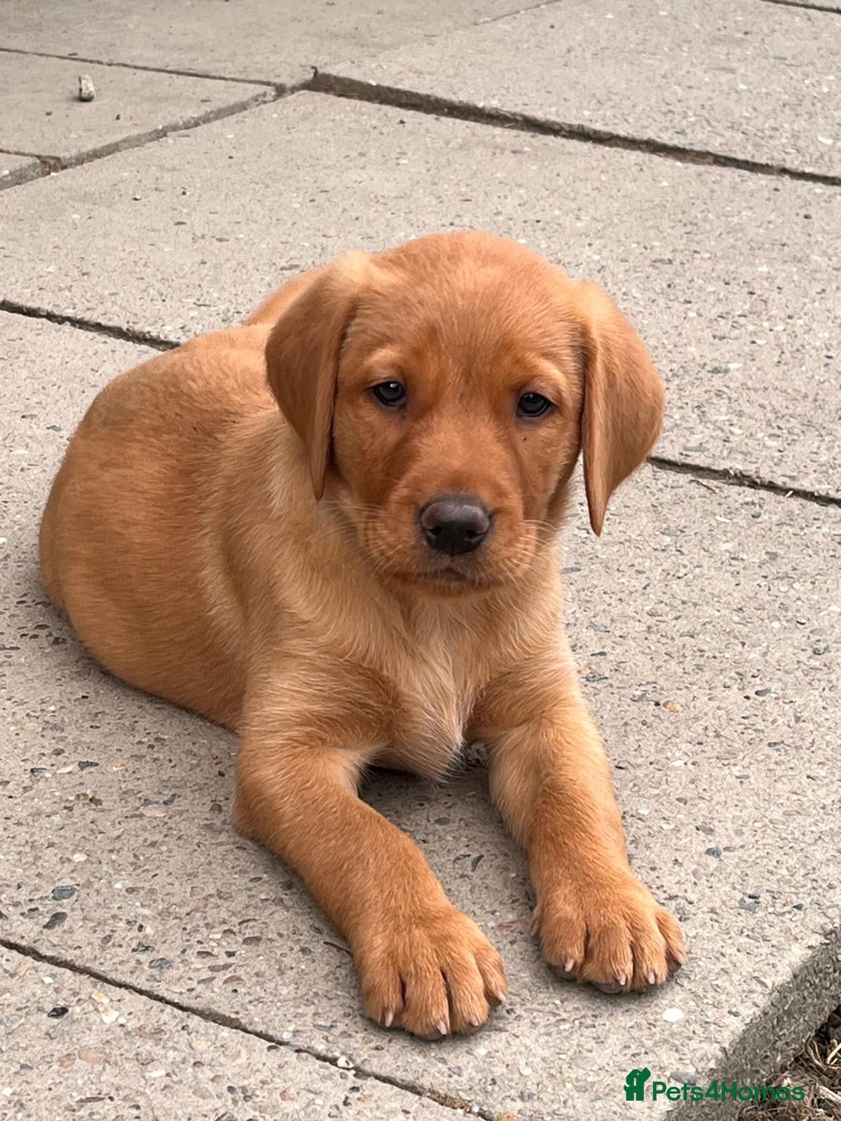 Labrador Retriever dogs Gorgeous Fox Red puppies - Advert 1