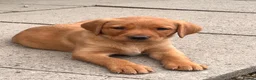 Labrador Retriever dogs for sale: Gorgeous Fox Red puppies in Kington - Advert 1