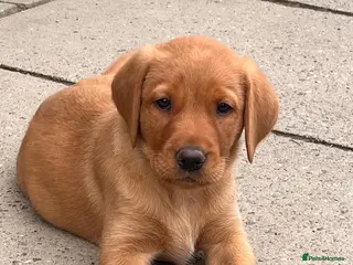 Labrador Retriever dogs Gorgeous Fox Red puppies - Advert 1