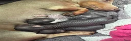 Dachshund dogs for sale: Dachshund cross Chinese crested  - Advert 27