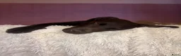 Labrador Retriever dogs for sale: 9 month old Labrador retriever - Advert 4