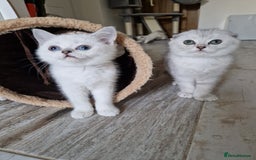 Scottish Fold cats for sale: Schotish straith and fold kittens😻 - Image 20