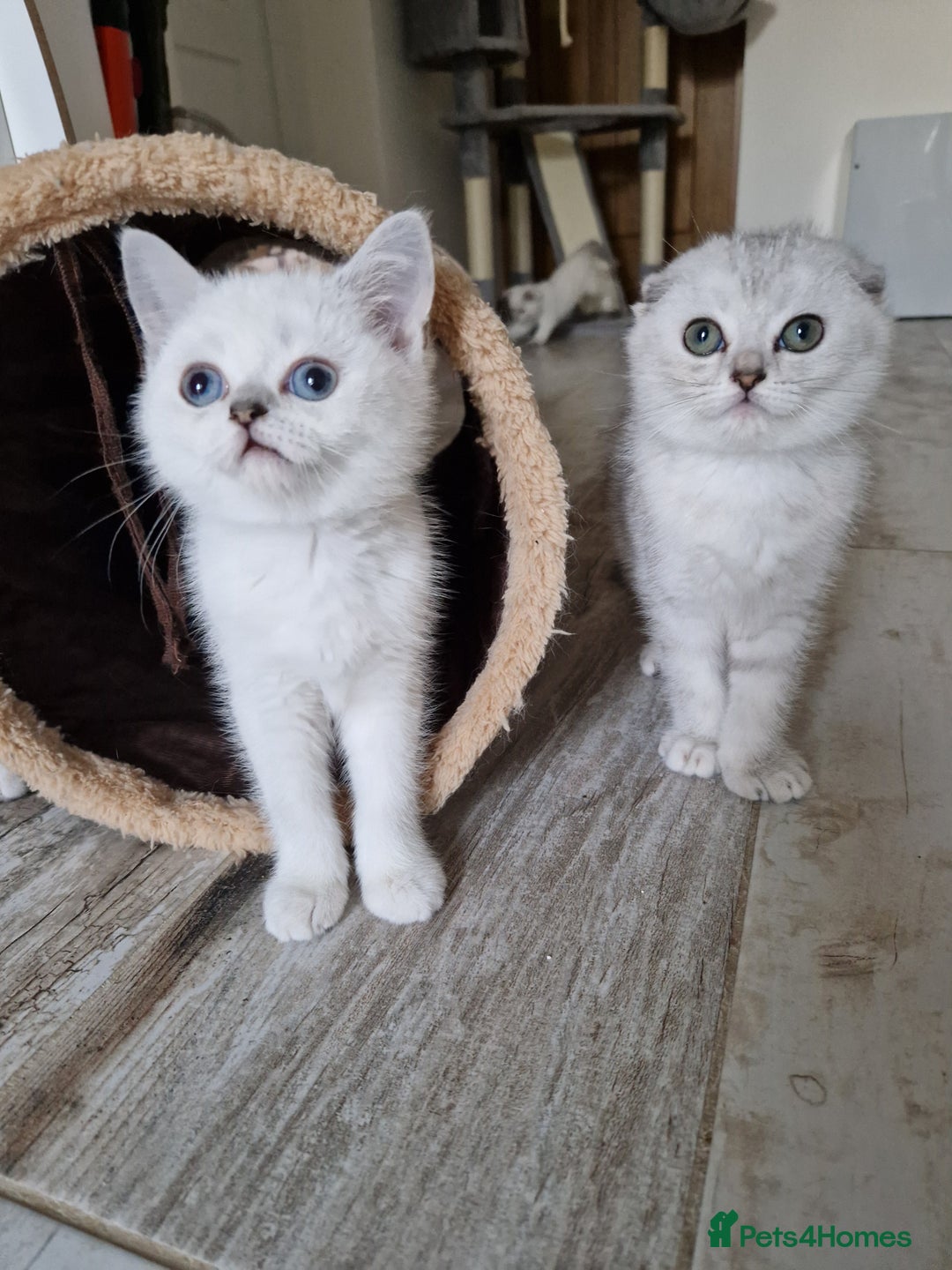 Scottish Fold cats for sale: Schotish straith and fold kittens😻 - Image 20