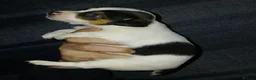 Jack Russell dogs for sale: 3 jack russels looking for a forever home  in Walsall - Advert 3