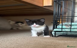 British Shorthair cats for sale: 1 male / 2 female kittens.  - Image 3