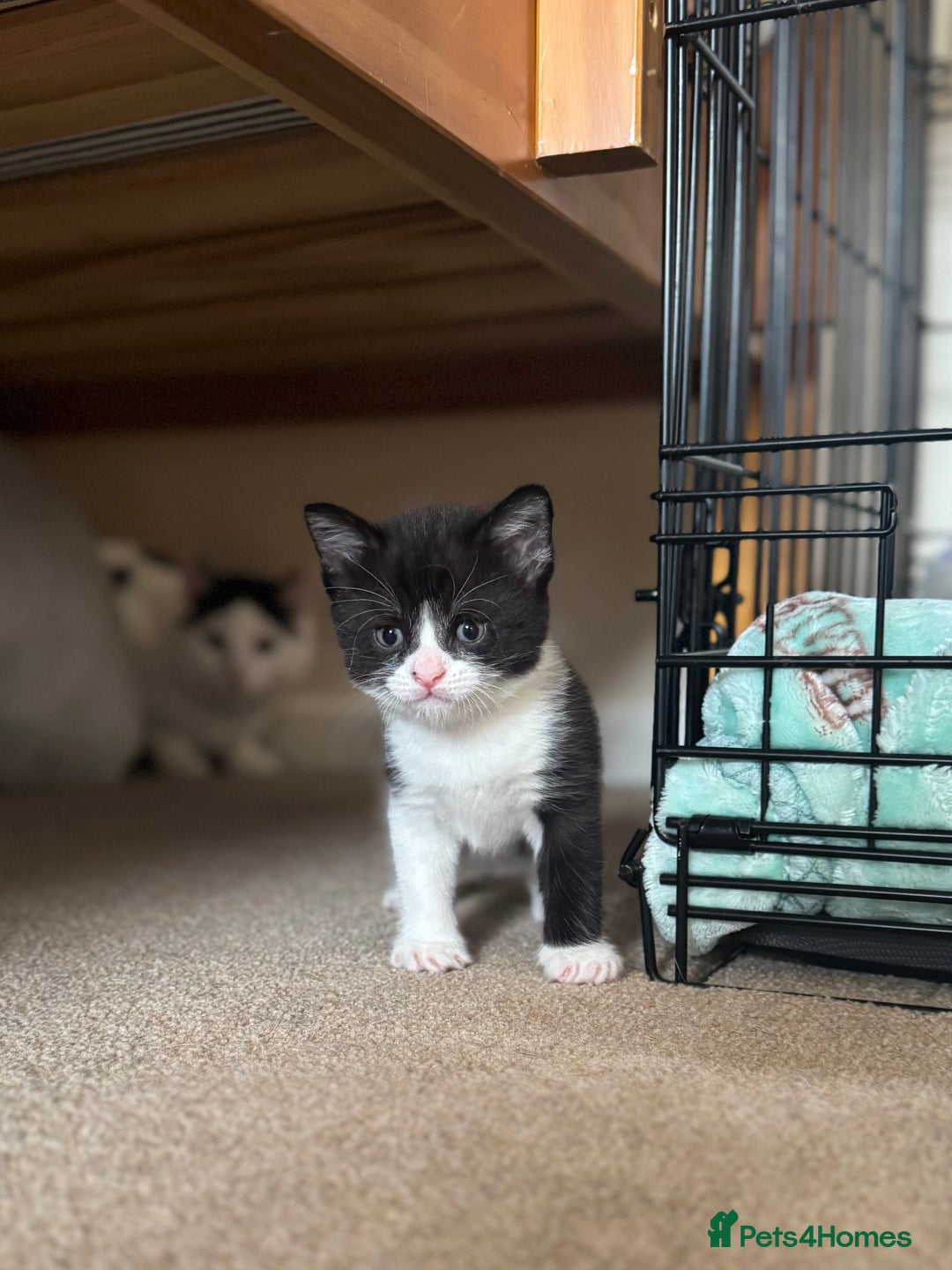 British Shorthair cats for sale: 1 male / 2 female kittens.  - Image 3