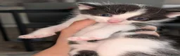 Mixed Breed cats for sale: Maine coon X Norwegian forest cat.  - Advert 5