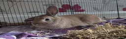Mixed Breed rabbits for sale: Older buns looking for new homes - Advert 4