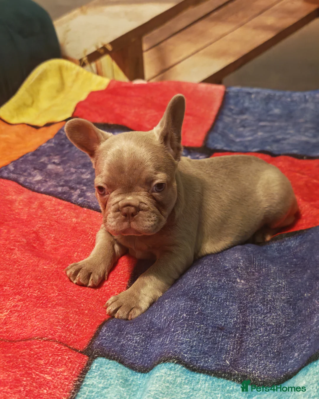 French Bulldog dogs for sale: 4 french bulldog female puppys - Advert 2