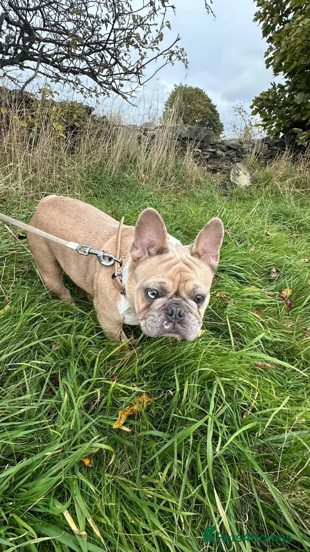 French Bulldog dogs for sale: Female french bulldog age 2 in Huddersfield - Advert 4