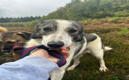 Mixed Breed dogs for adoption: Matteo - Norwich Norfolk  - Image 14