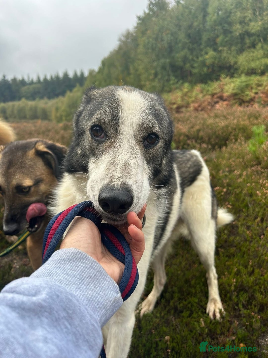 Mixed Breed dogs for adoption: Matteo - Norwich Norfolk  - Image 14