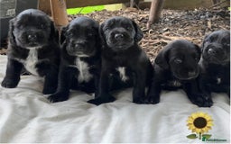 Mixed Breed dogs for sale: Outstanding sprollies pups for sale  - Image 1