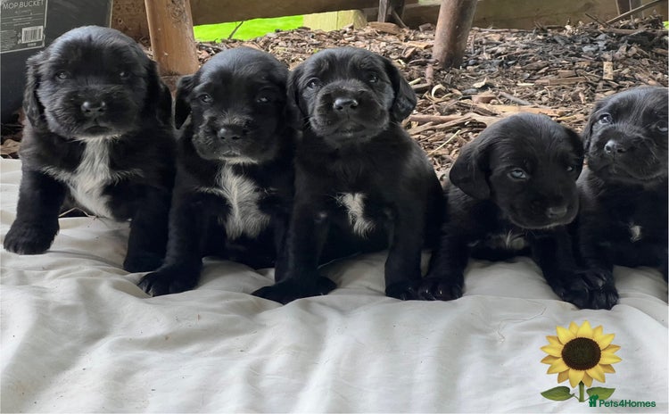 Mixed Breed dogs - Advert 12