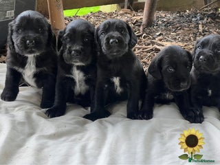 Mixed Breed dogs - Advert 1