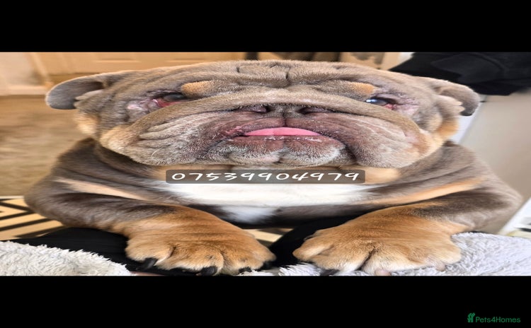 English Bulldog dogs - Advert 3