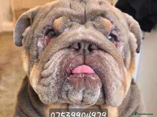 English Bulldog dogs - Advert 30