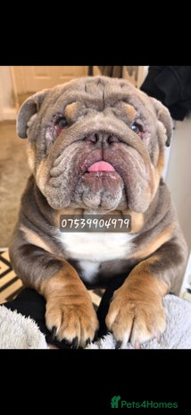 English Bulldog dogs - Advert 3