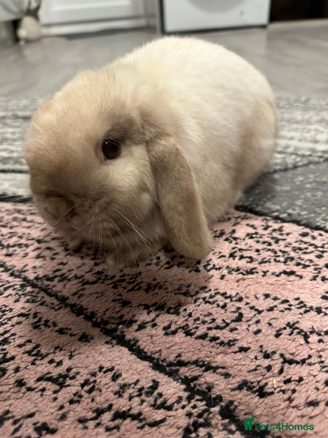 Mini Lop rabbits for sale: Mini lop boy for sale  - Advert 5