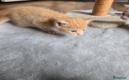 Mixed Breed cats for sale: Beautiful fluffy ginger kittens - Image 11