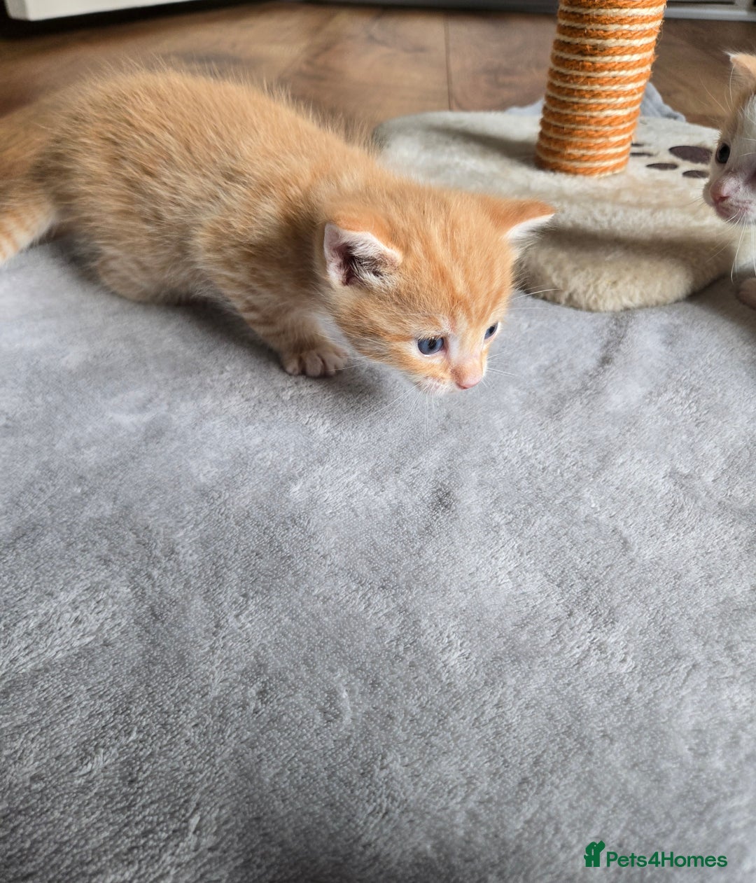 Mixed Breed cats for sale: Beautiful fluffy ginger kittens - Image 11