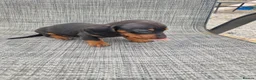 Dachshund dogs for sale: Dachshund puppies 8wks - Advert 11
