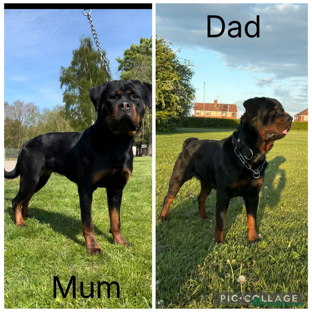 Rottweiler dogs for sale: German Rottweiler Puppies due 9/6 - Advert 1