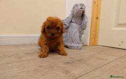 Cavapoo dogs for sale: F1 Cavapoo puppy's  - Image 4