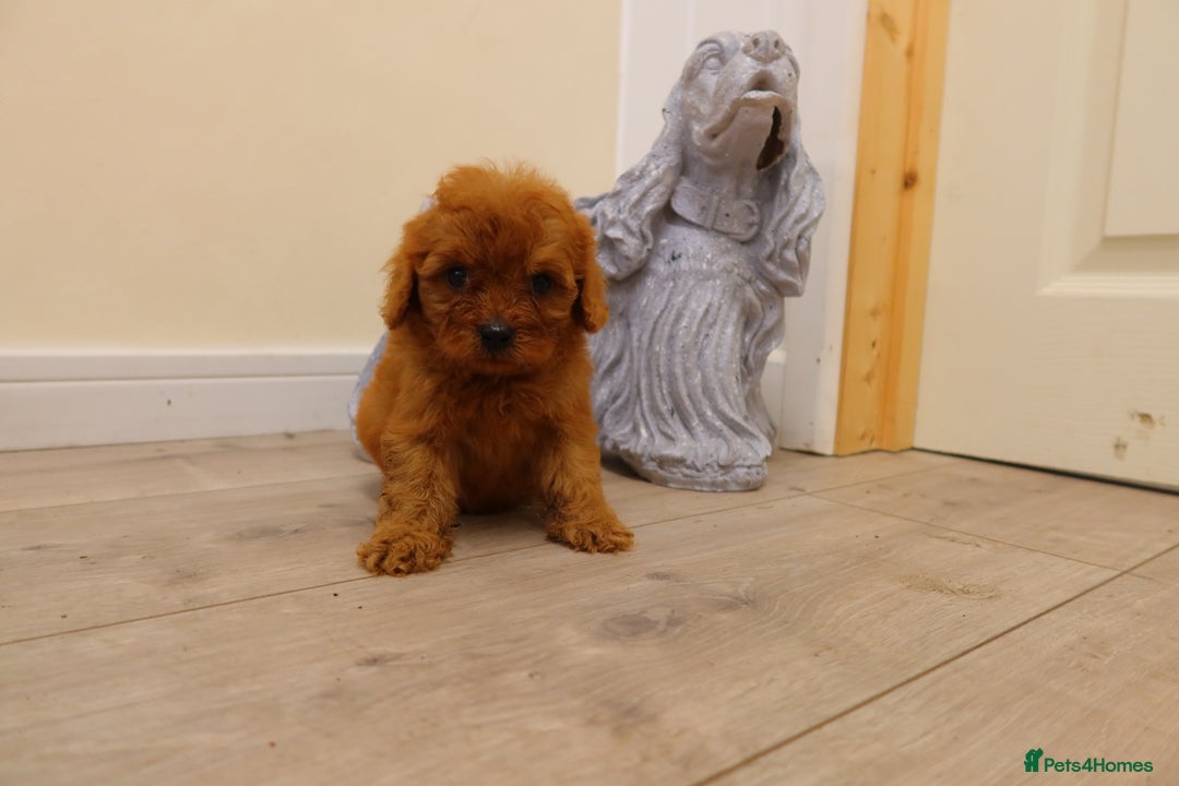 Cavapoo dogs for sale: F1 Cavapoo puppy's  - Image 4