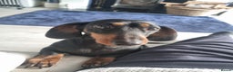 Dachshund dogs for sale: Daisy Dash. - Advert 1