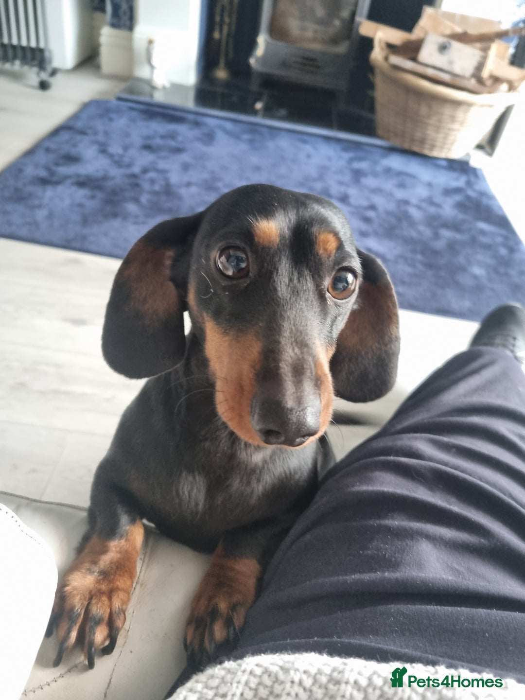 Dachshund dogs for sale: Daisy Dash. - Advert 1